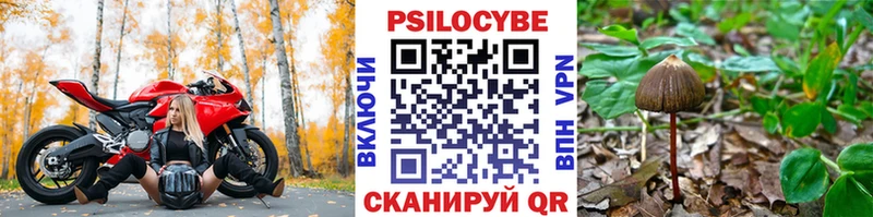 Псилоцибиновые грибы Psilocybe  Заволжье 